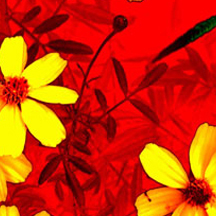 永久激活版本的DDOS在线攻击